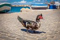 067 Paros, muskuseend